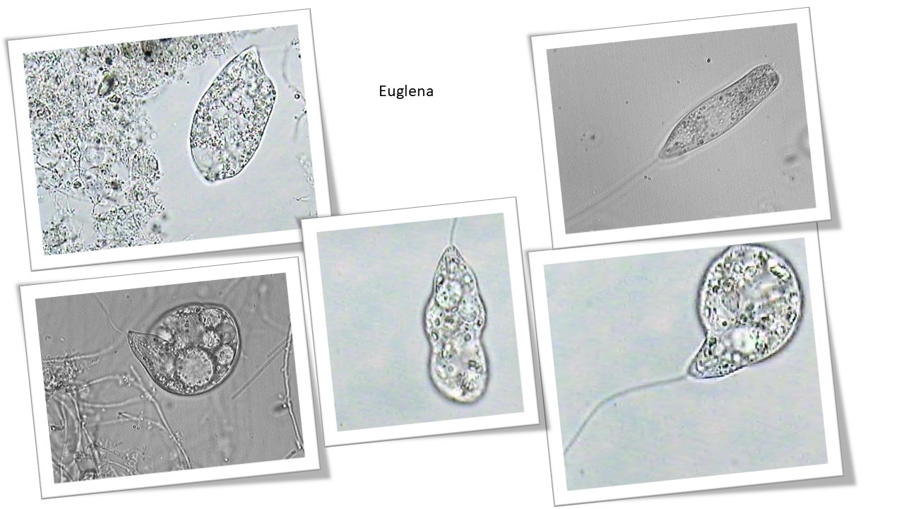 Euglena Flagellate