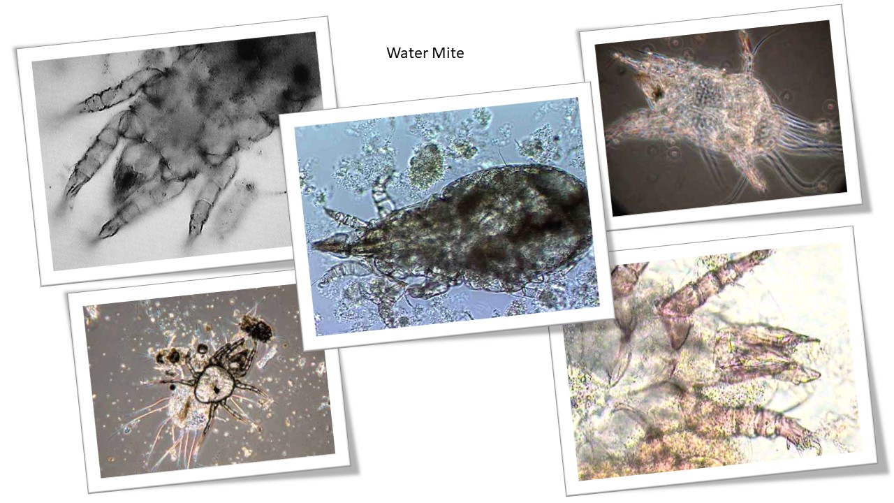Water Mite