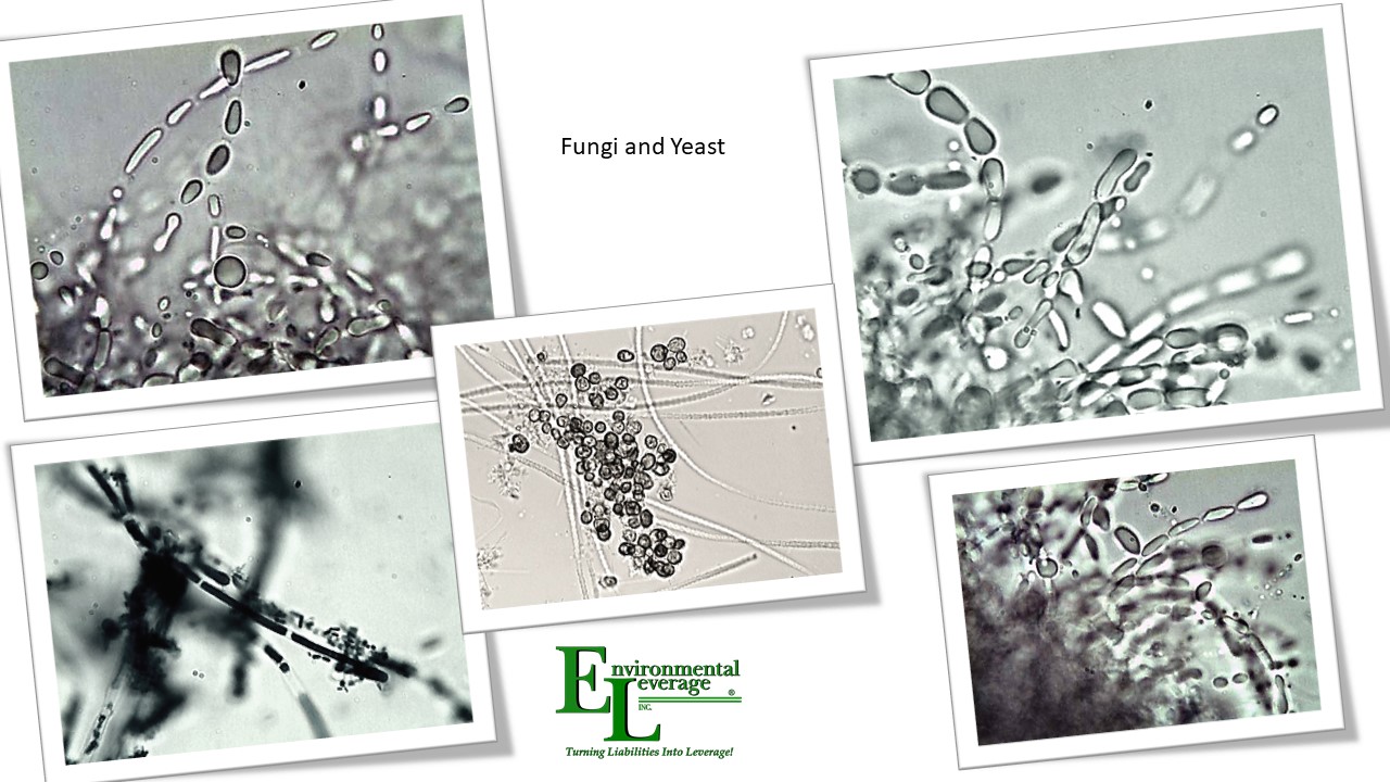 Yeast and fungi in wastewater