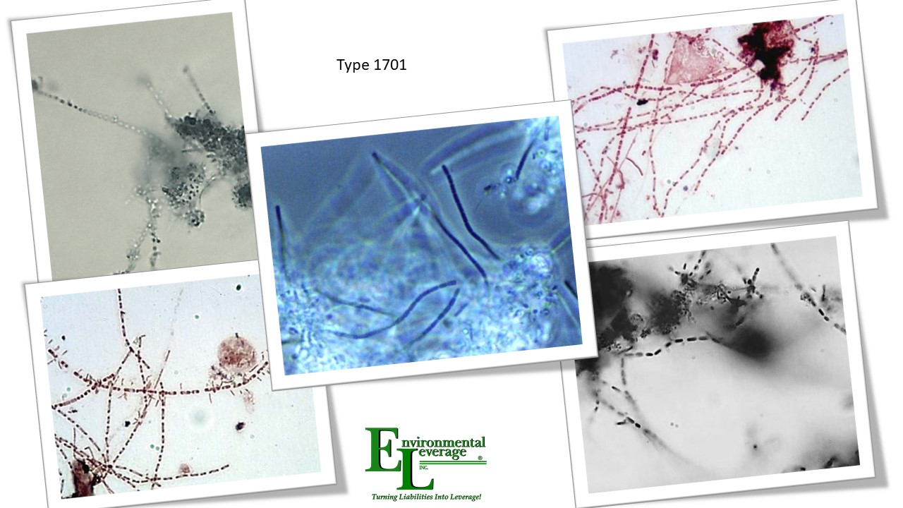 Type 1701 filamentous bacteria identification