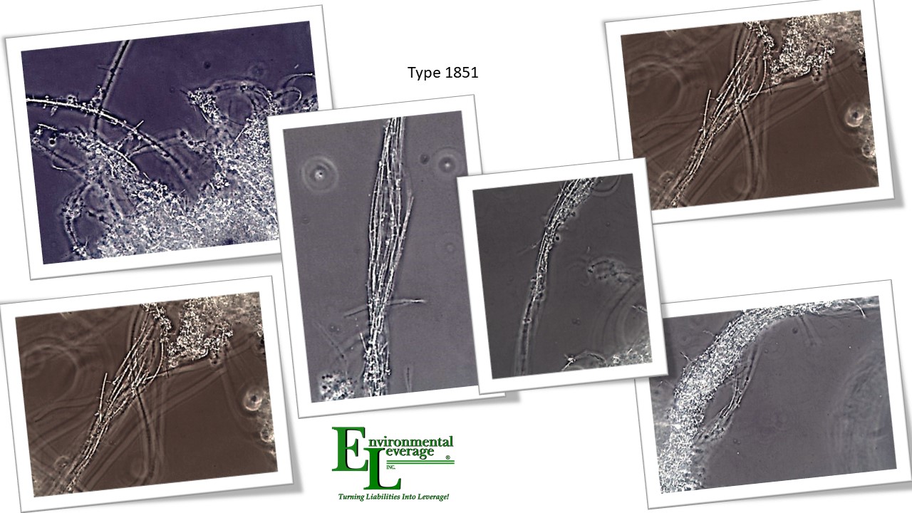 Type 1851 filamentous bacteria identification