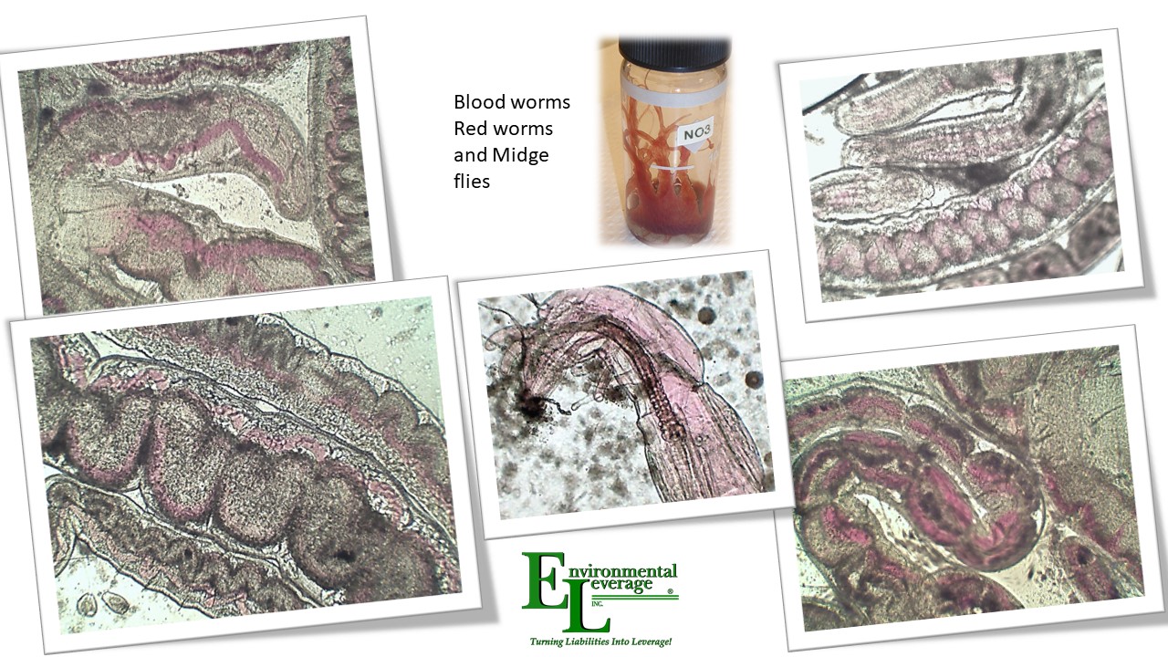 Worms in wastewater