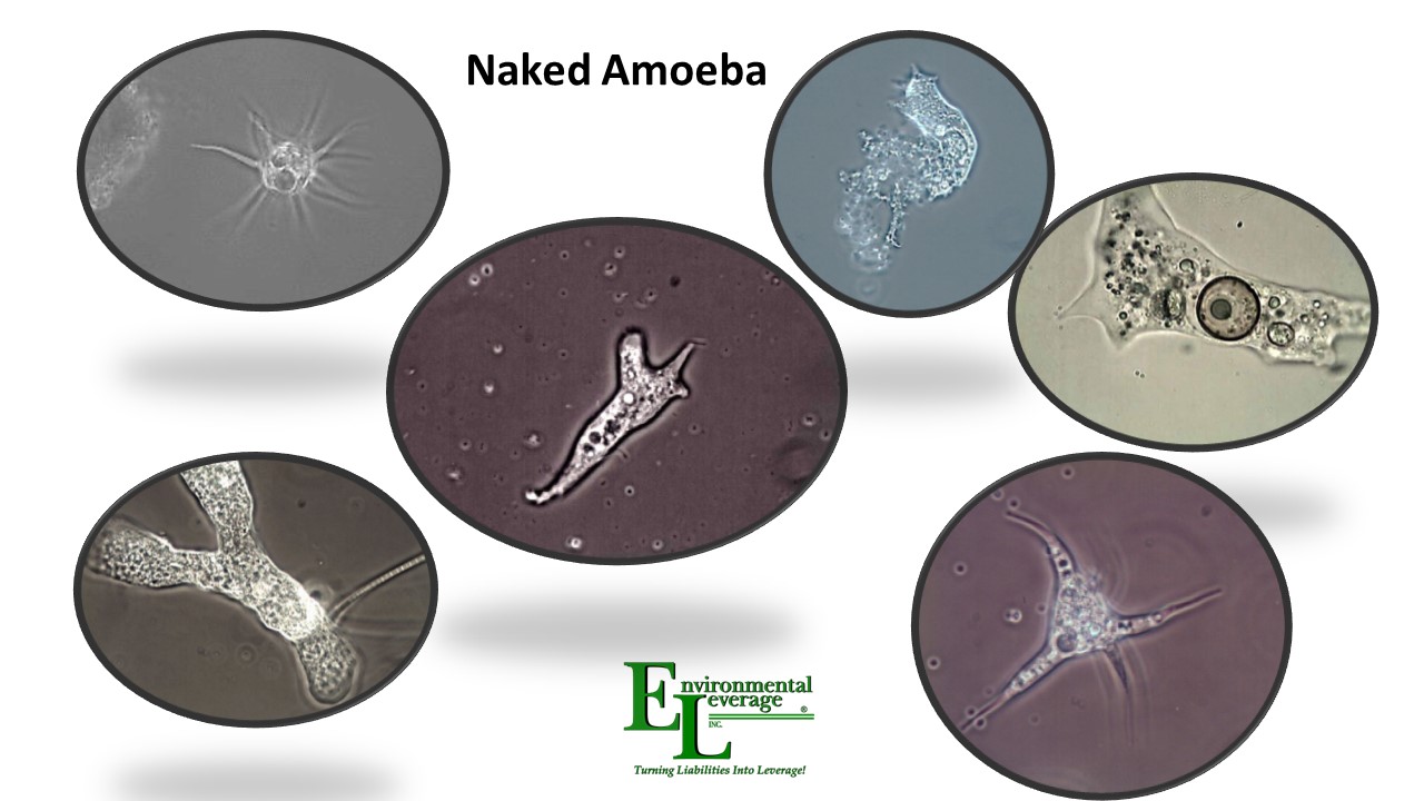 Naked amoeba in wastewater