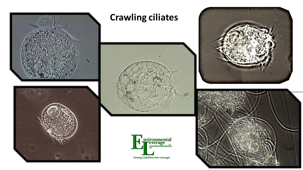 Crawling ciliates in wastewater treatment plants