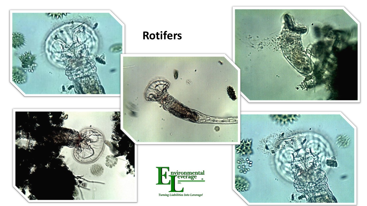 Rotifers in wastewater treatment plants
