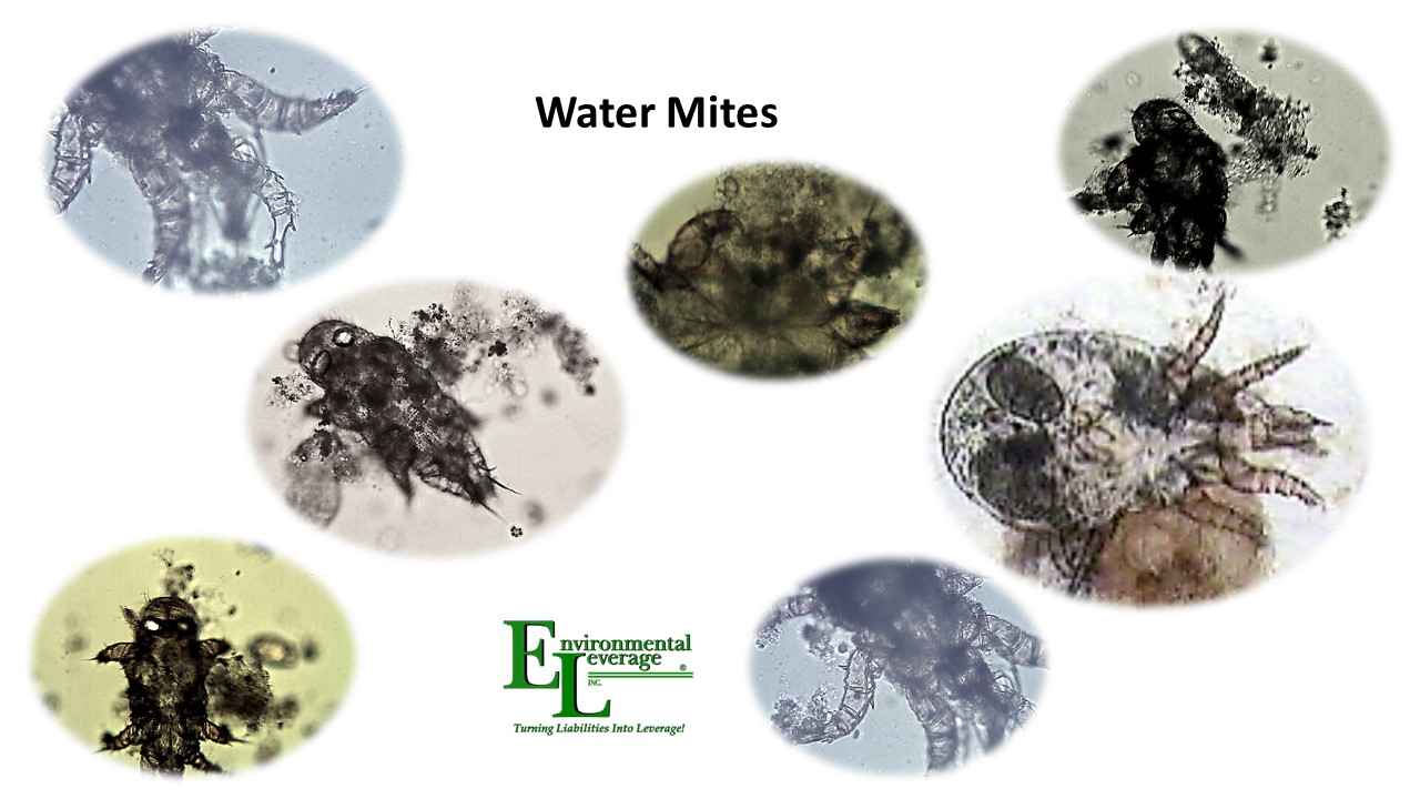 Water mites in wastewater treatment plants
