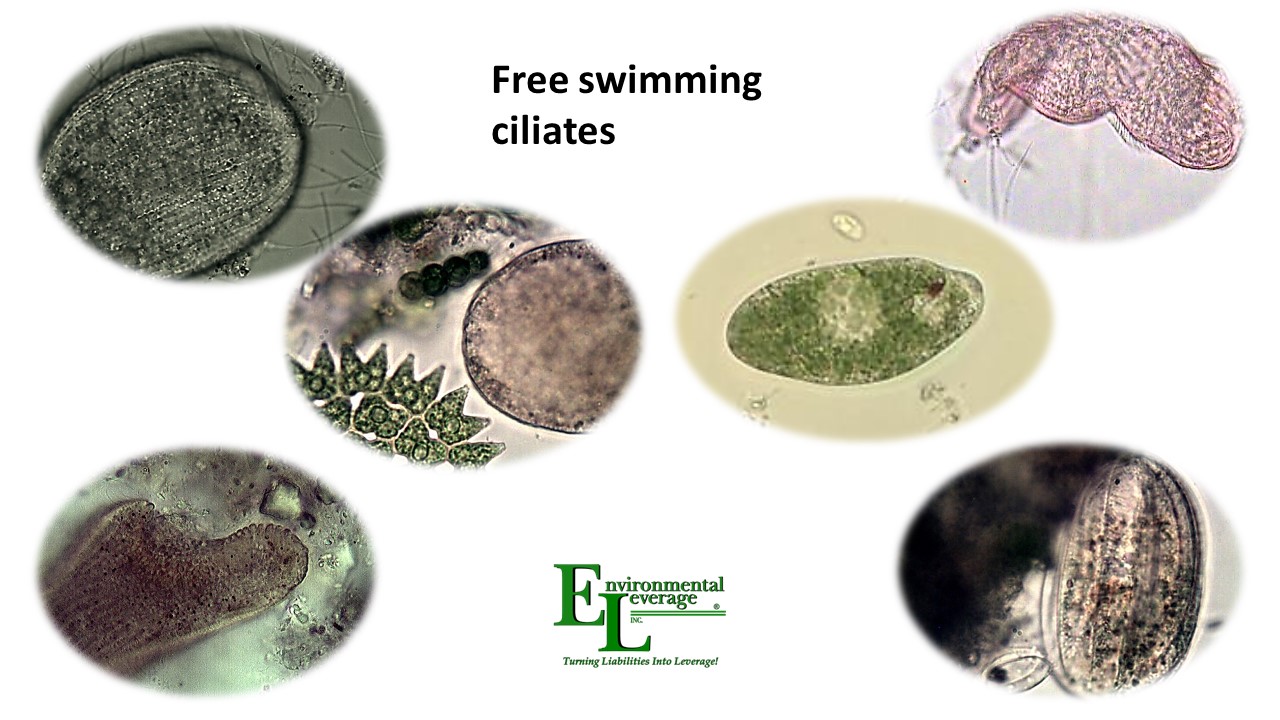 Colored Free Swimming ciliates in wastewater