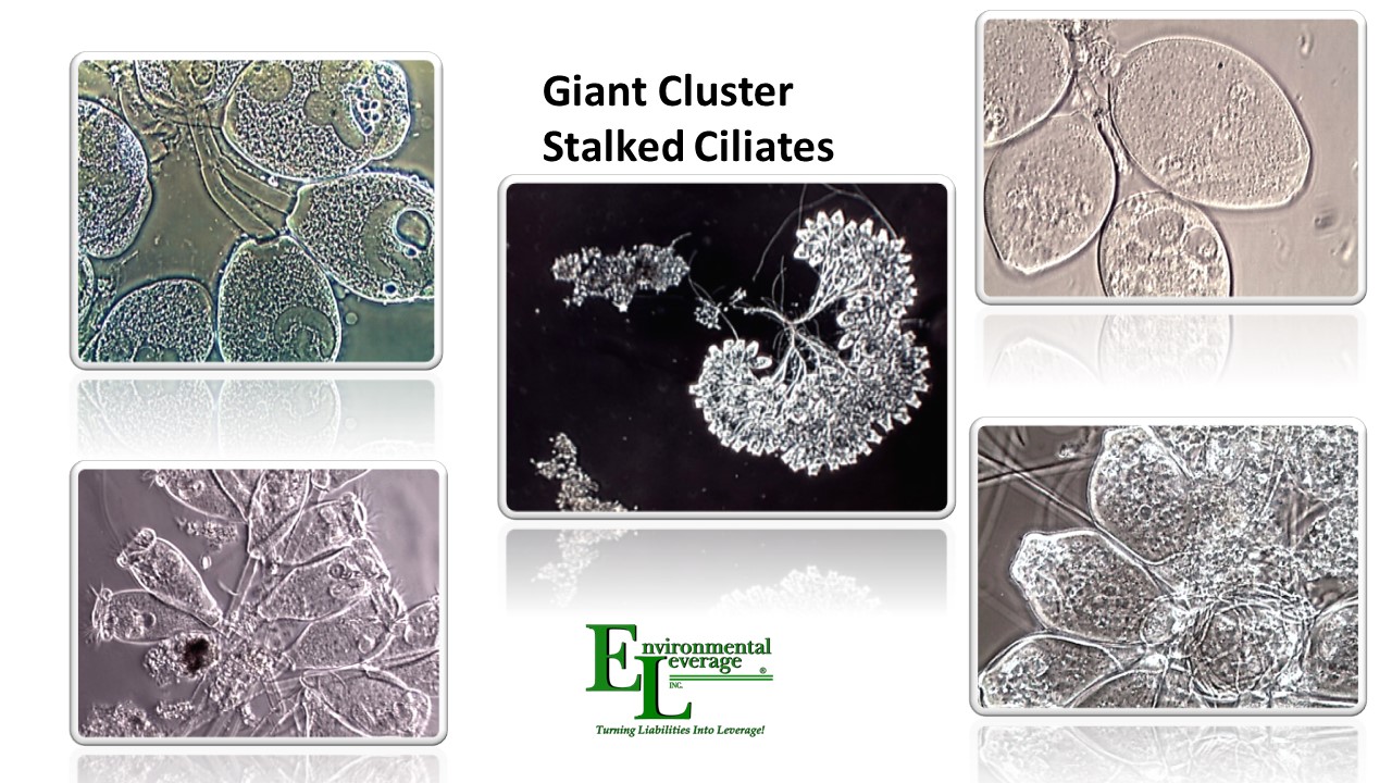 Cluster stalked ciliates in wastewater