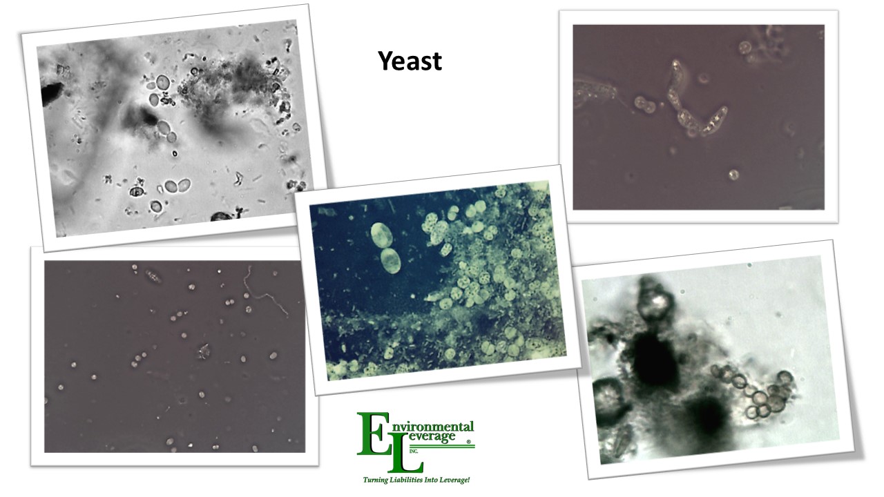 Yeast in Wastewater treatment plants