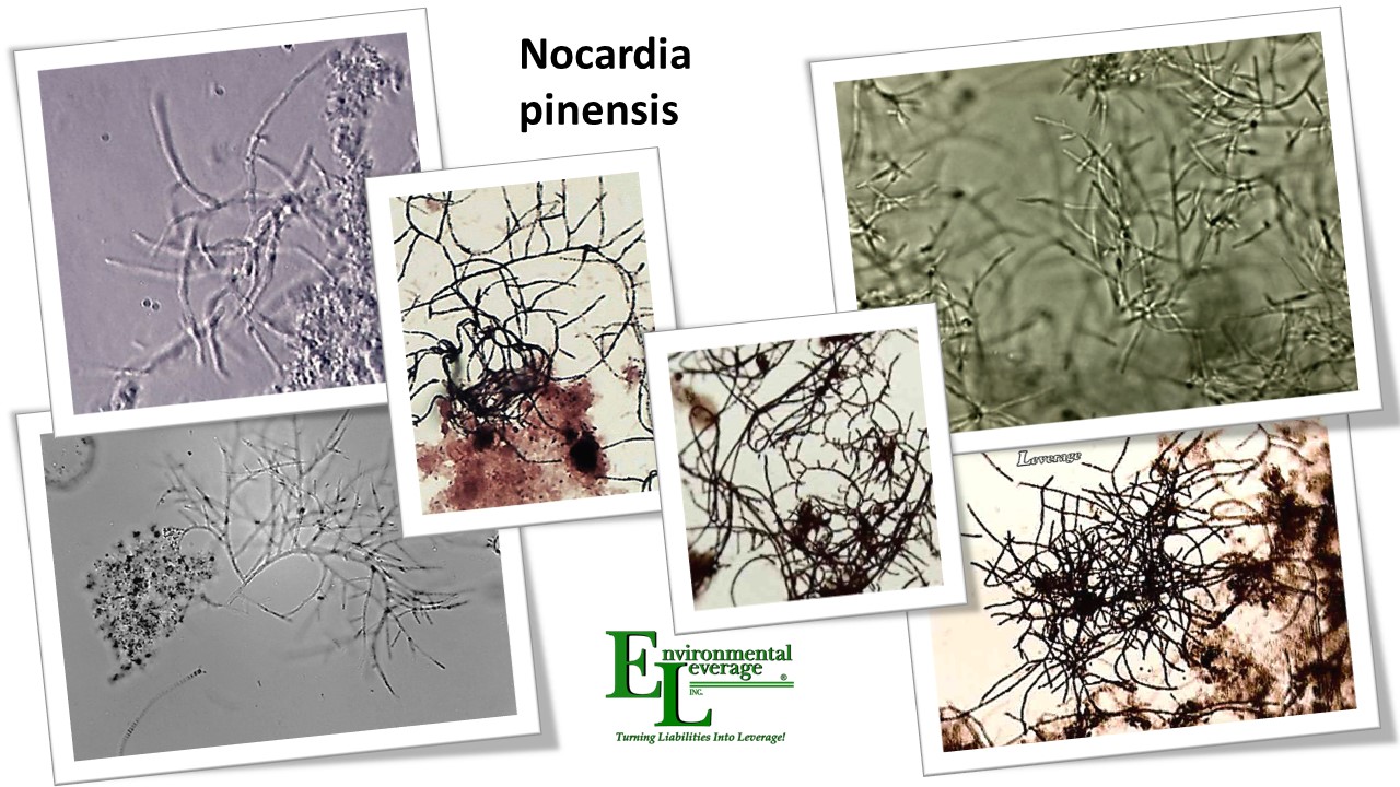 Nocardia pinensis filamentous identification in wastewater