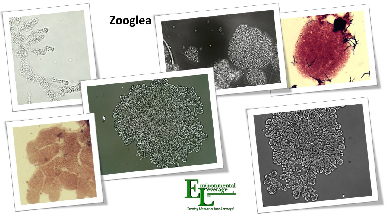 Zooglea in wastewater filamentous identification