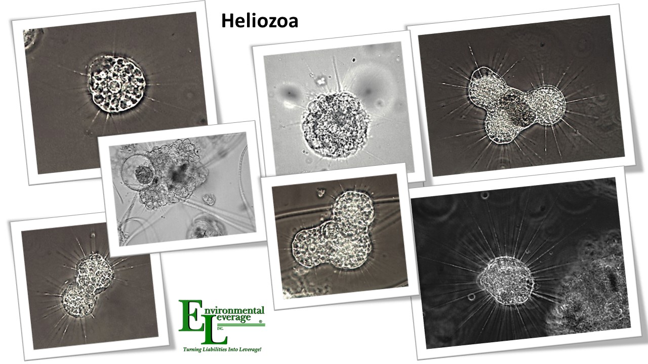 Heliozoan Amoeba wastewater biomass analyses