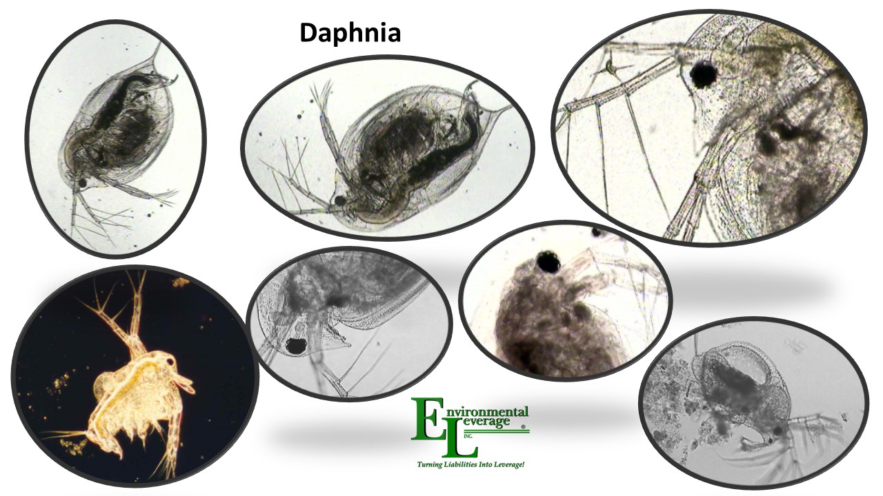 Daphnia in wastewater ponds aerated stabilization basins