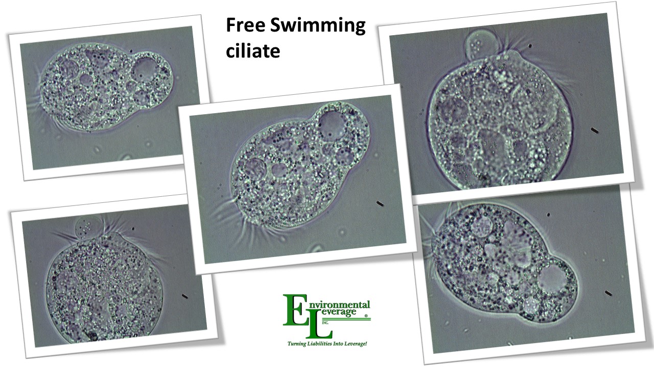 Free swimming ciliates in wastewater