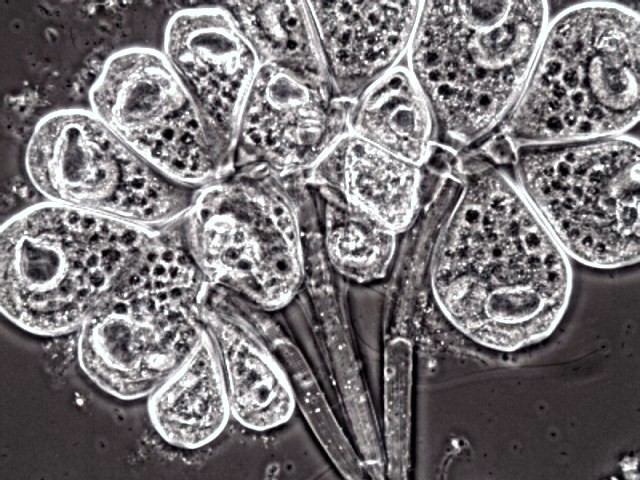 colonial stalked ciliate