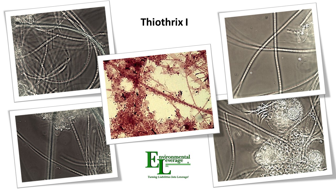 Thiothrix I filamentous identification in wastewater