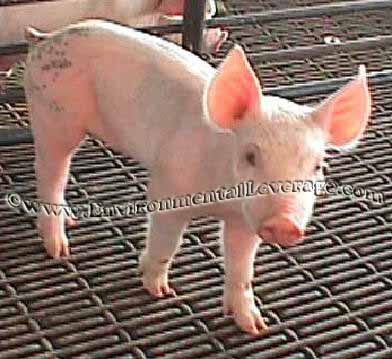 pig farm
