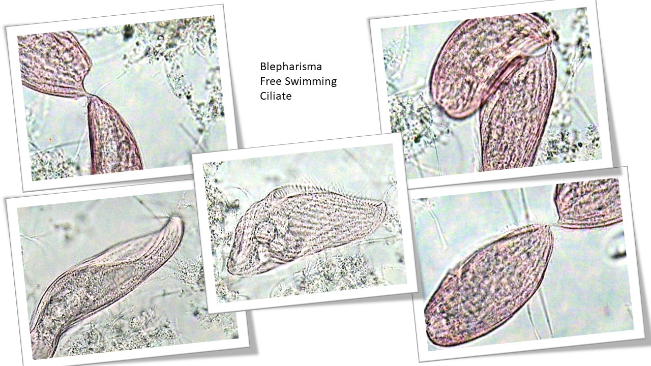 Blepharisma