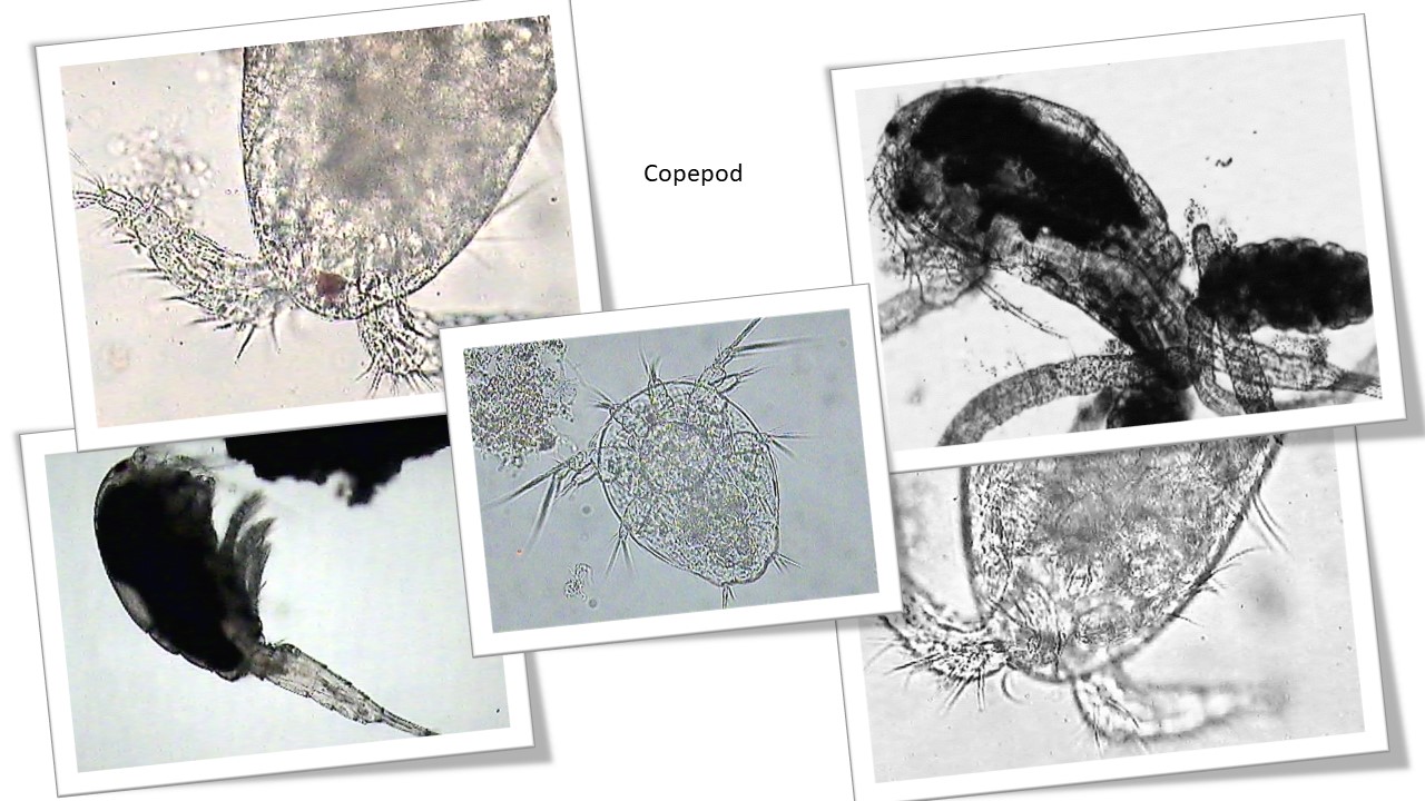 Copepod