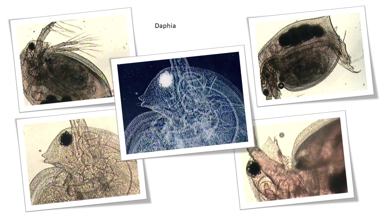 Daphnia