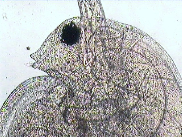 Daphnia