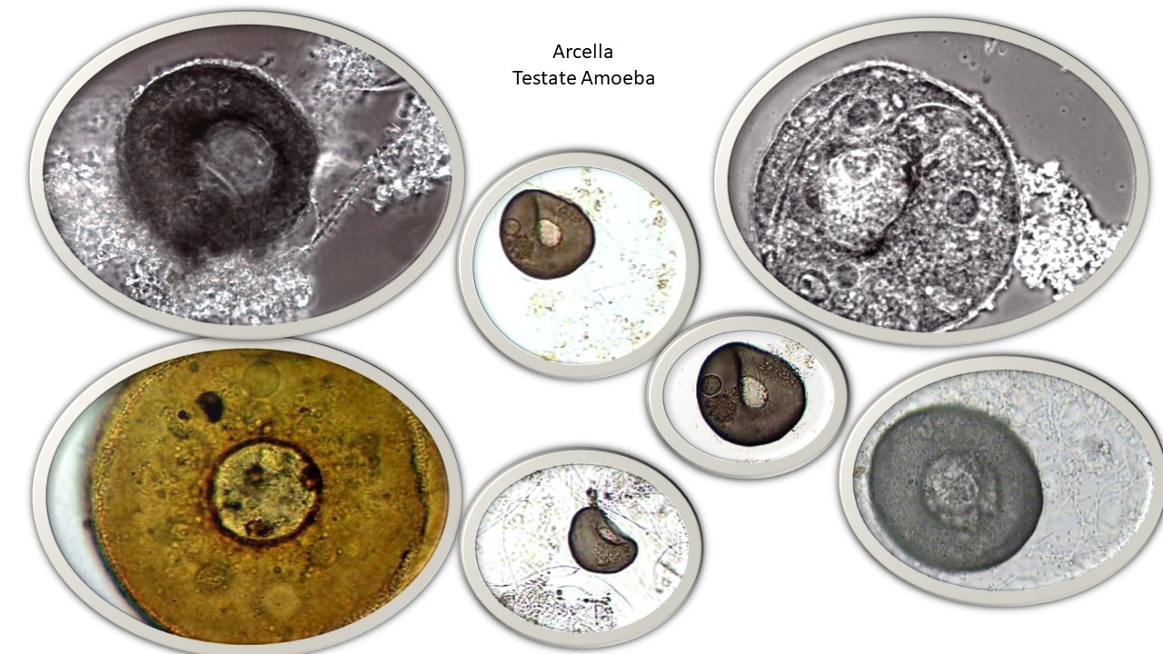 Arcella