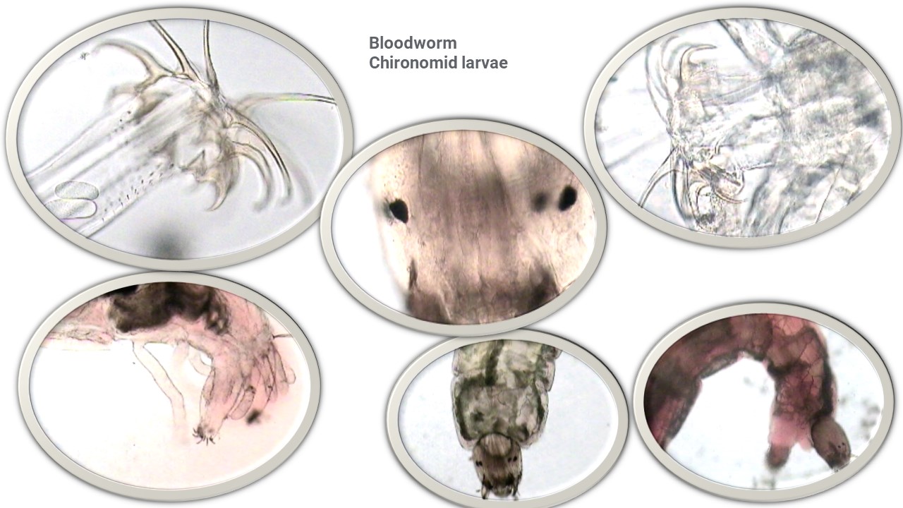 Chironomidae larvae