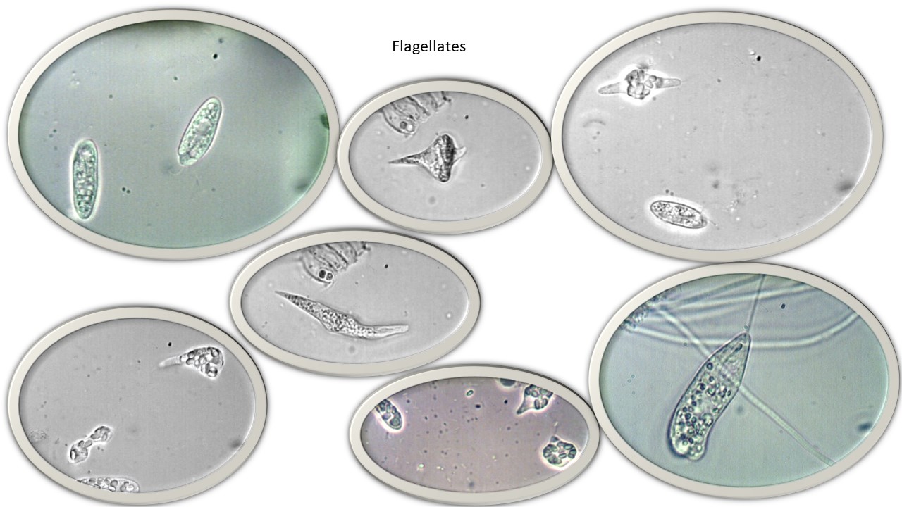 Flagellates