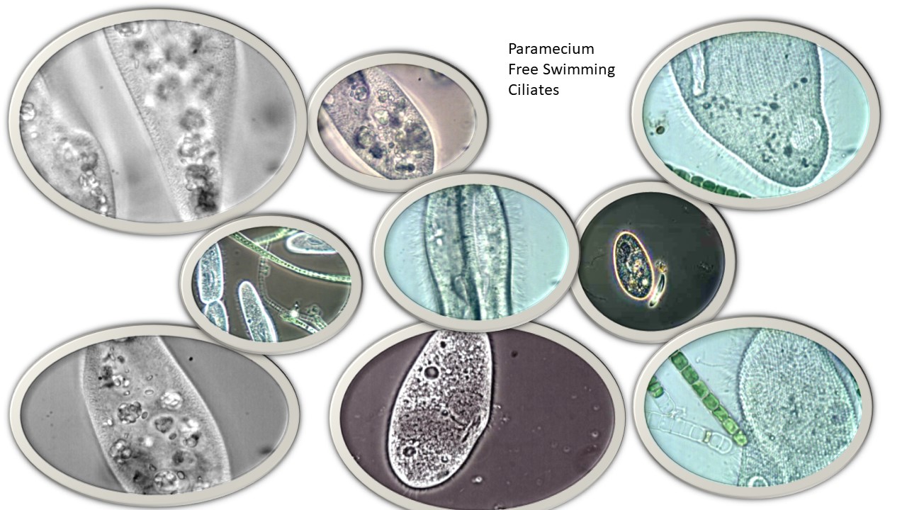 Paramecium