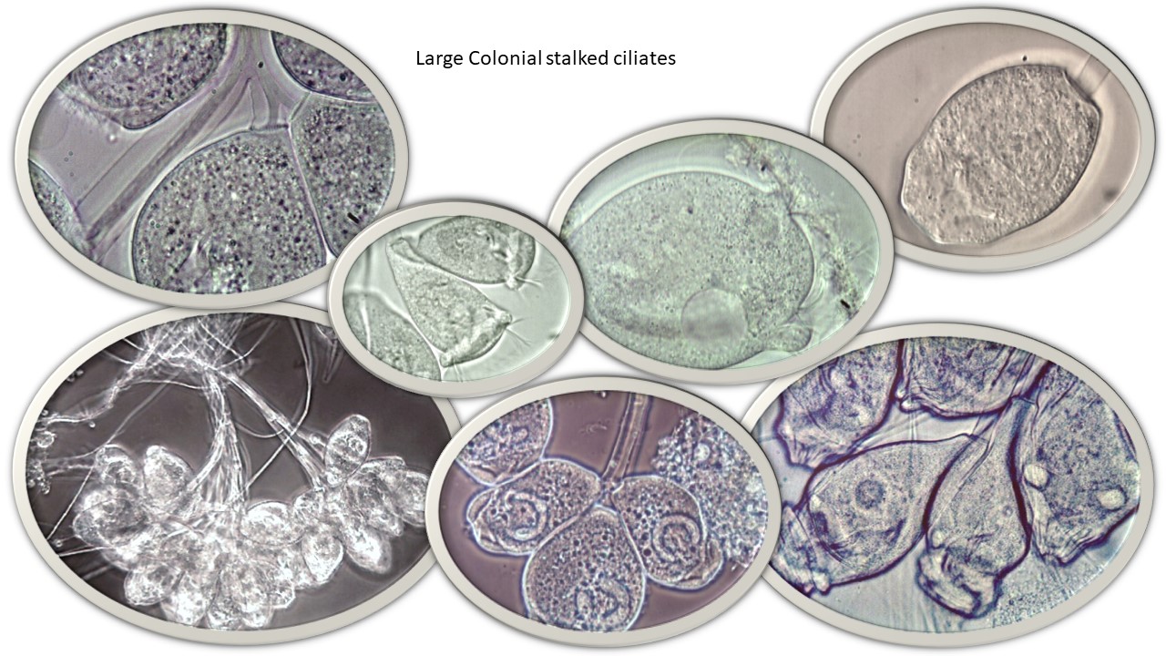 Stalked ciliates