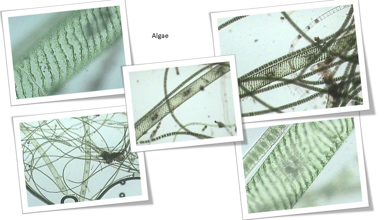 Spiral algae