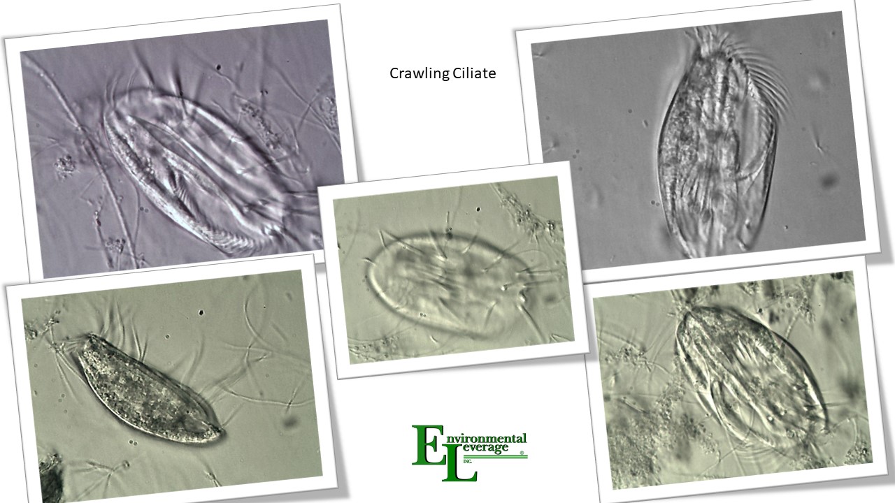 Crawling ciliate