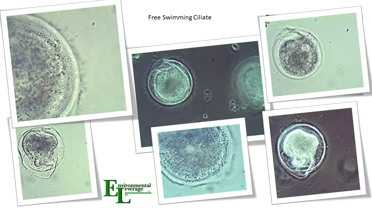 Free swimming ciliates