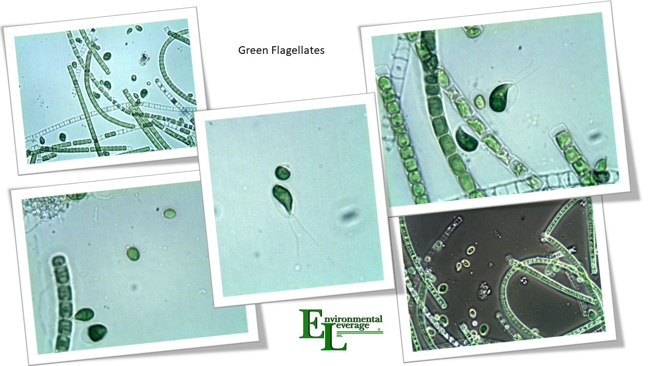 Green flagellates