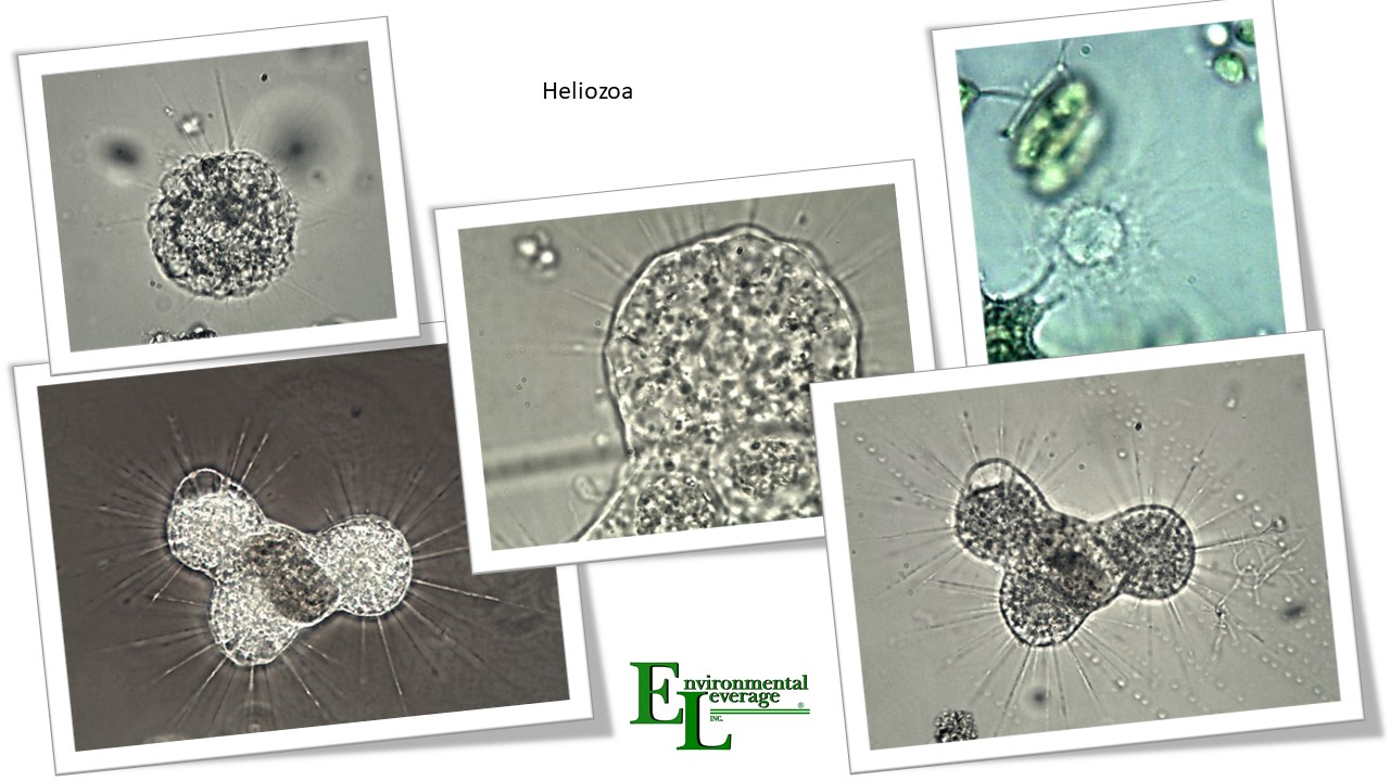 Heliozoa