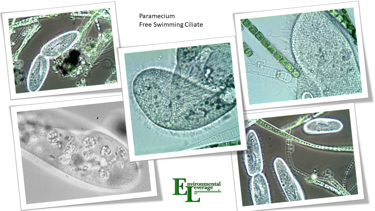 Paramecium