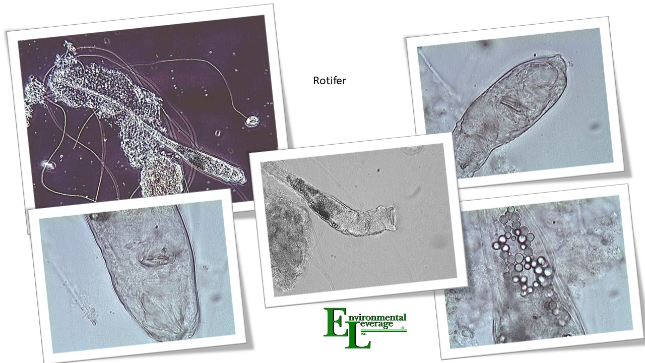 Rotifer in wastewater