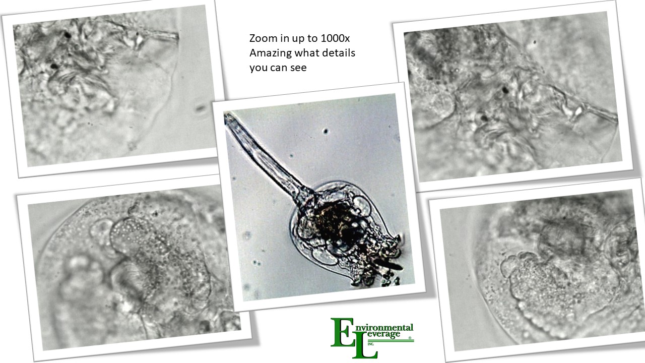 Rotifer in wastewater municipal