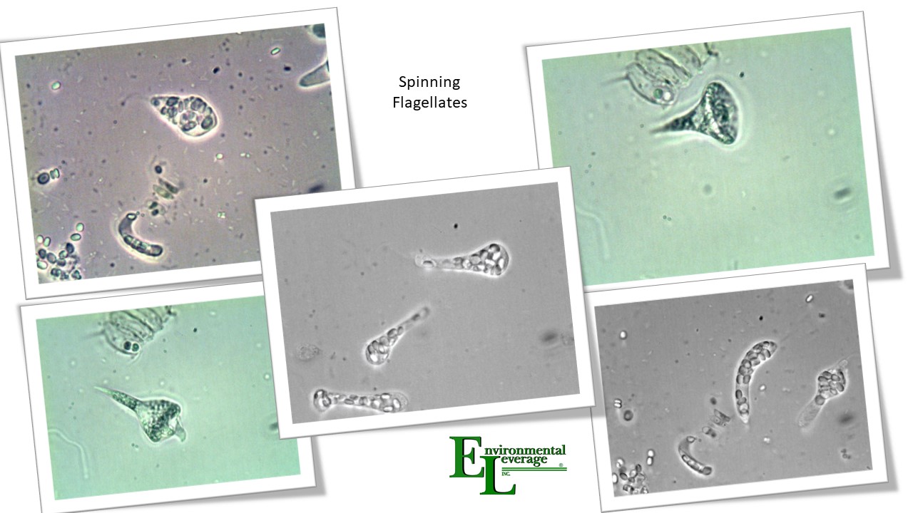 Spinning flagellates