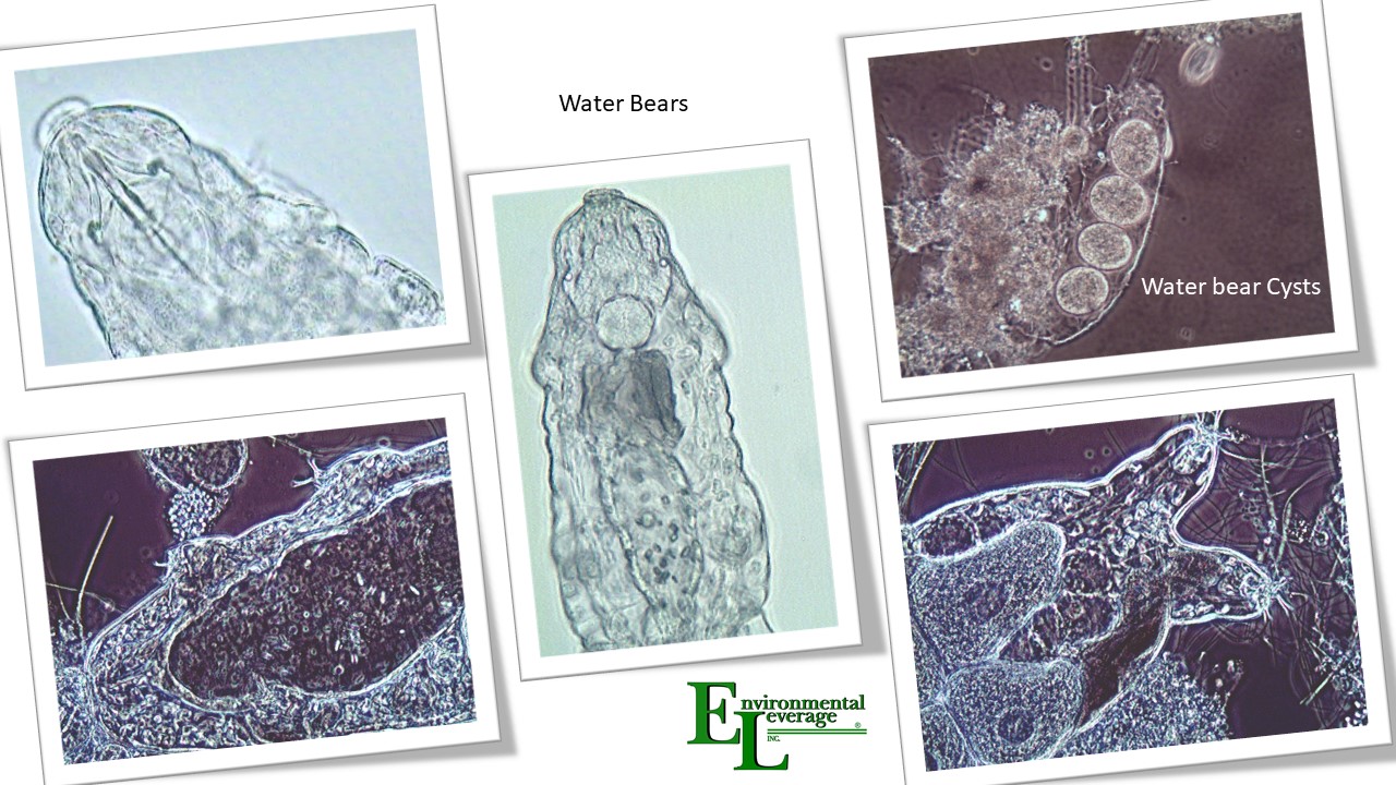 Water Bears Tardigrades