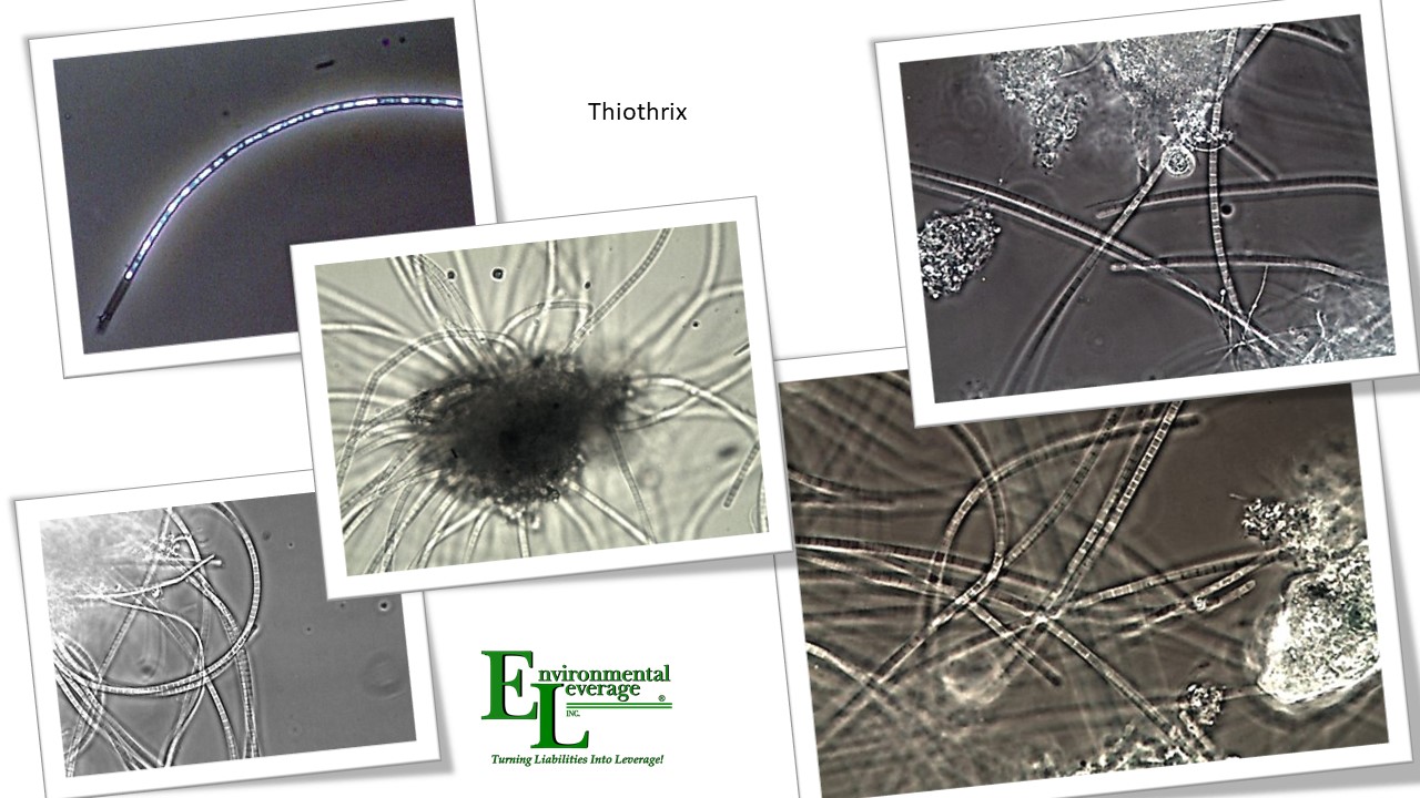 Thiothrix filamentous identification