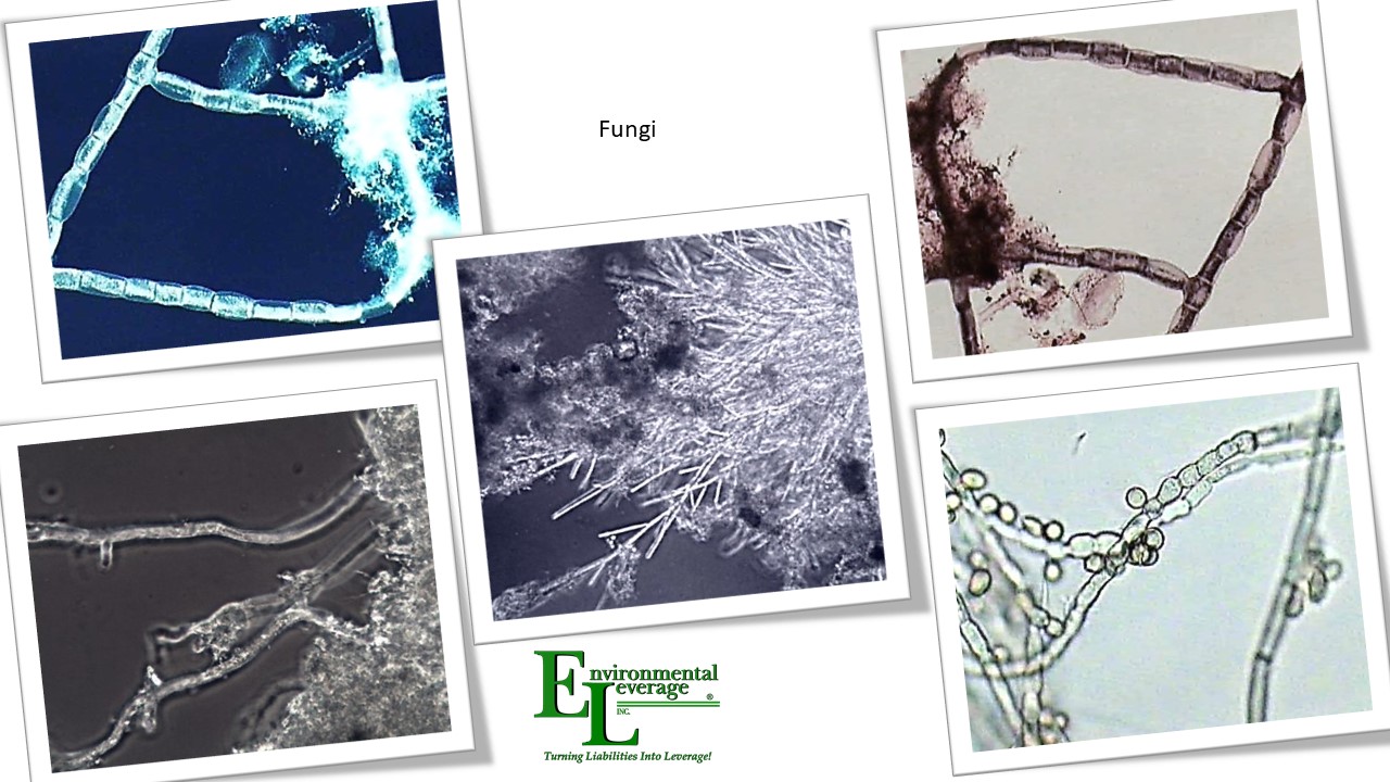 Fungi in wastewater treatment plants