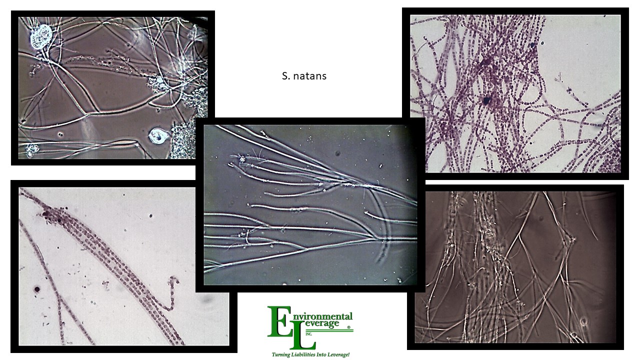 S natans filamentous identification