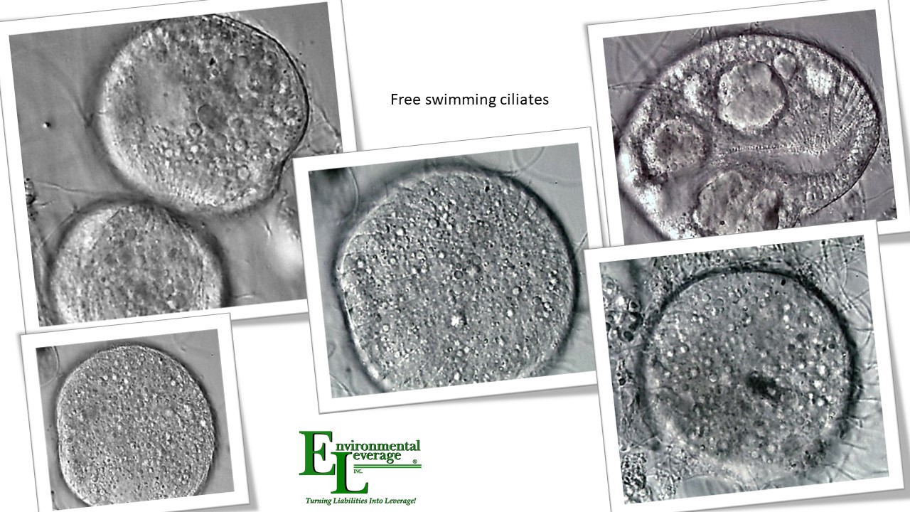 Free Swimming Ciliates
