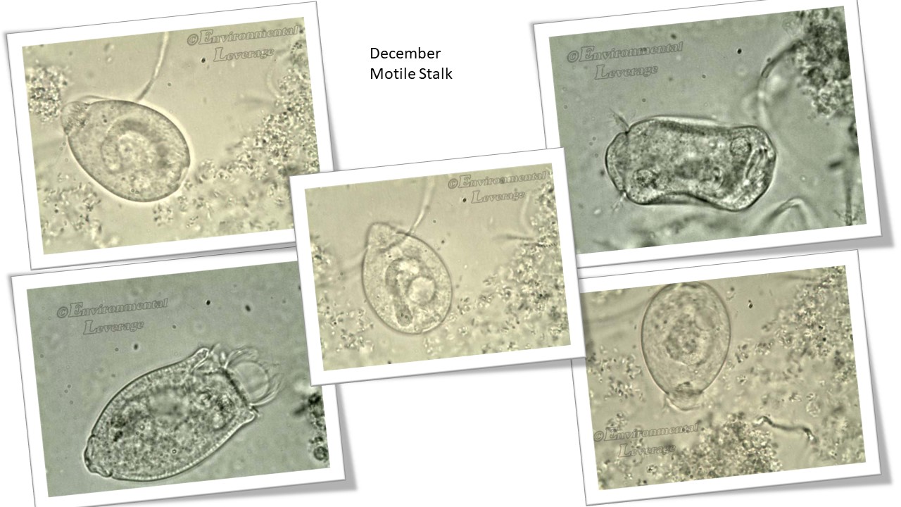 Motile Stalked ciliates