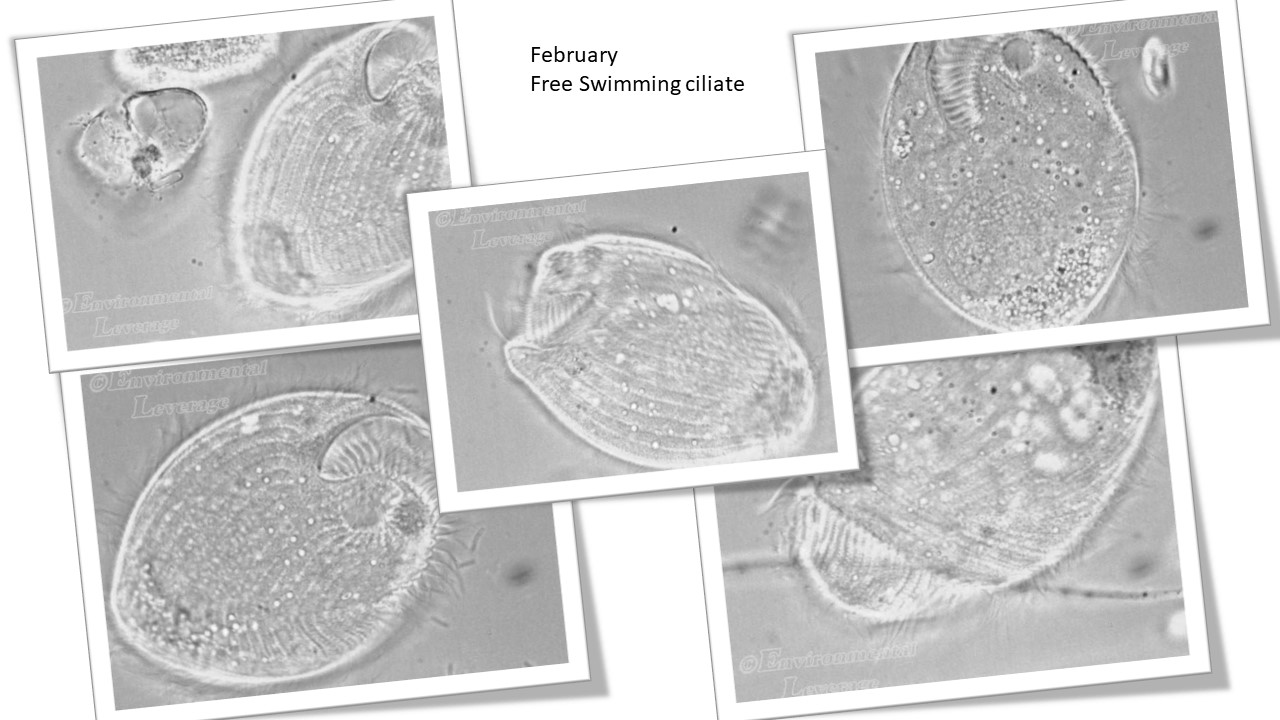 Free swimming ciliates