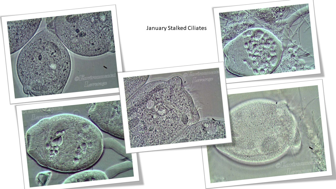 Stalked ciliates