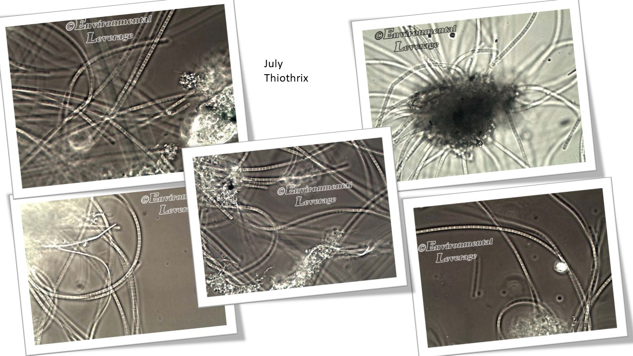 Thiothrix II filamentous identification