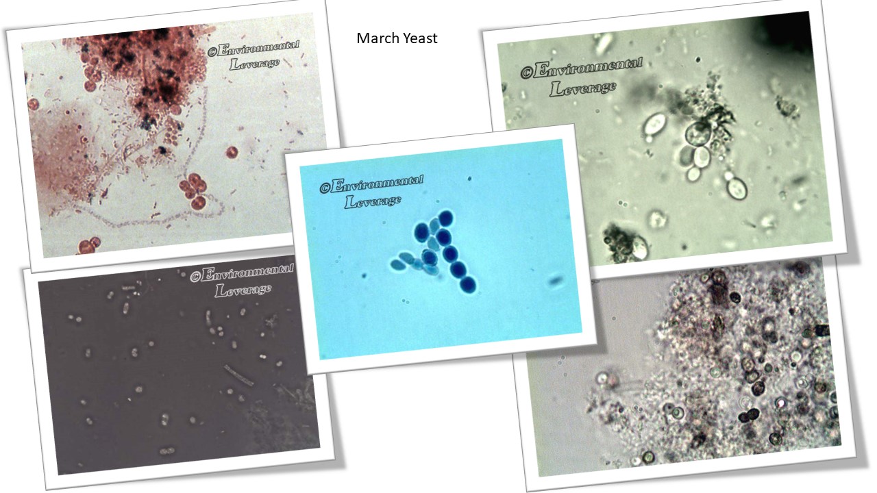 Yeast and Fungi