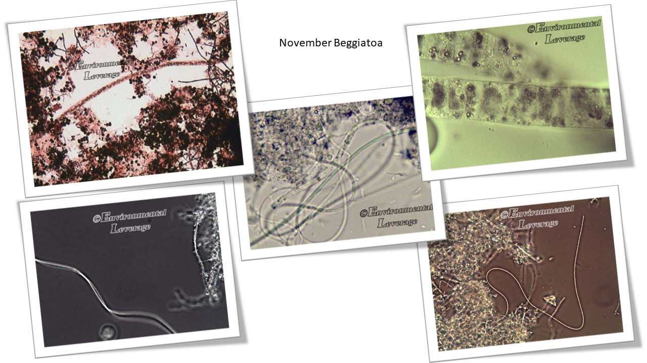 Beggiatoa filamentous identification in wastewater